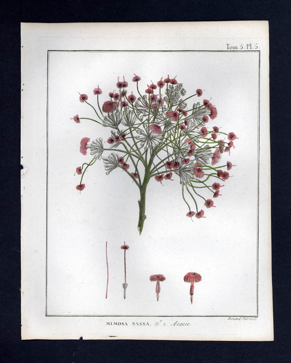 La Mepepe o Albizia Sassa grabado Estrampé Ilustración botánica original La Mepepe o Albizia Sassa grabado Estrampé Ilustración botánica original