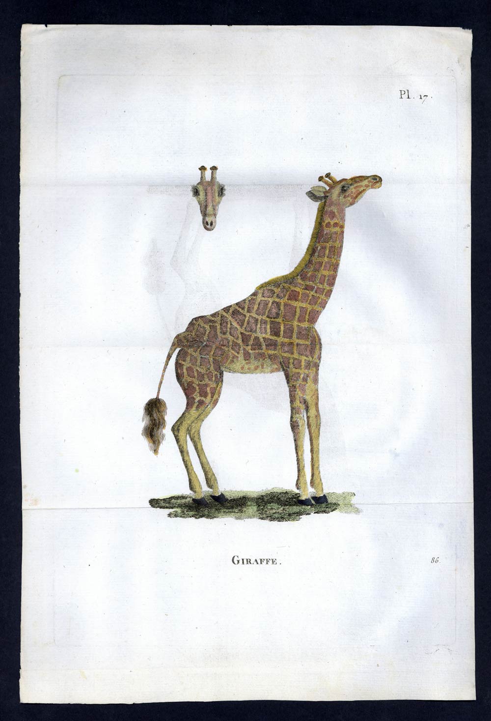 LA GIRAFE D'AFRIQUE gravure estampe illustration originale de 1792 