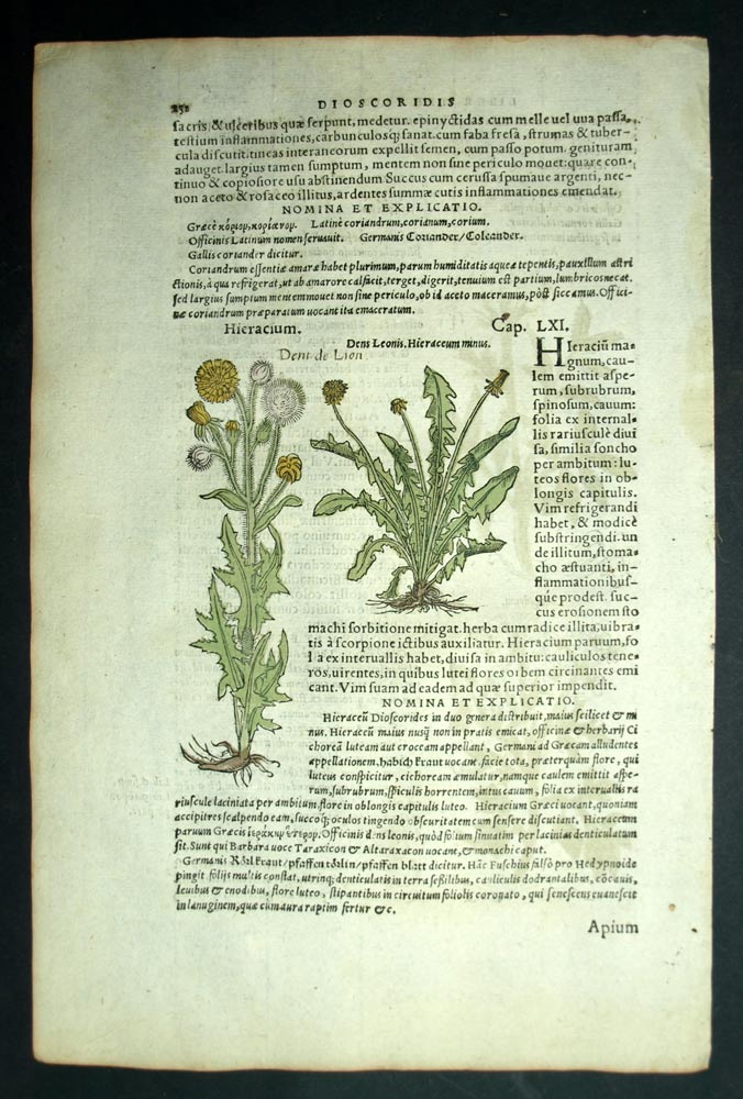 engraving old print Botanical plant THE DANDELIT DENT DE LION, CORIANDER 