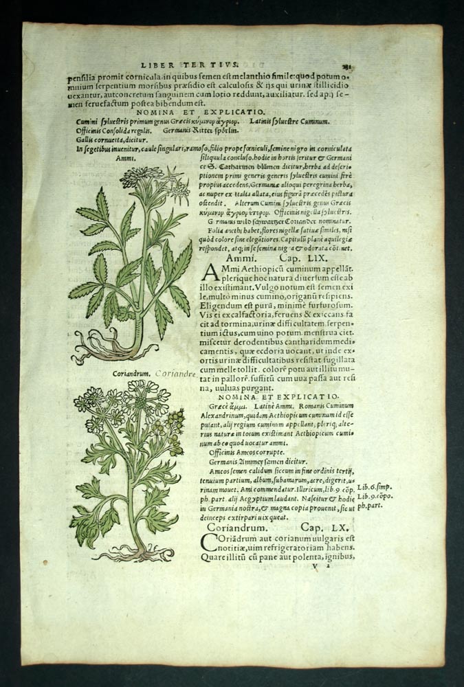 engraving old print Botanical plant THE DANDELIT DENT DE LION, CORIANDER 