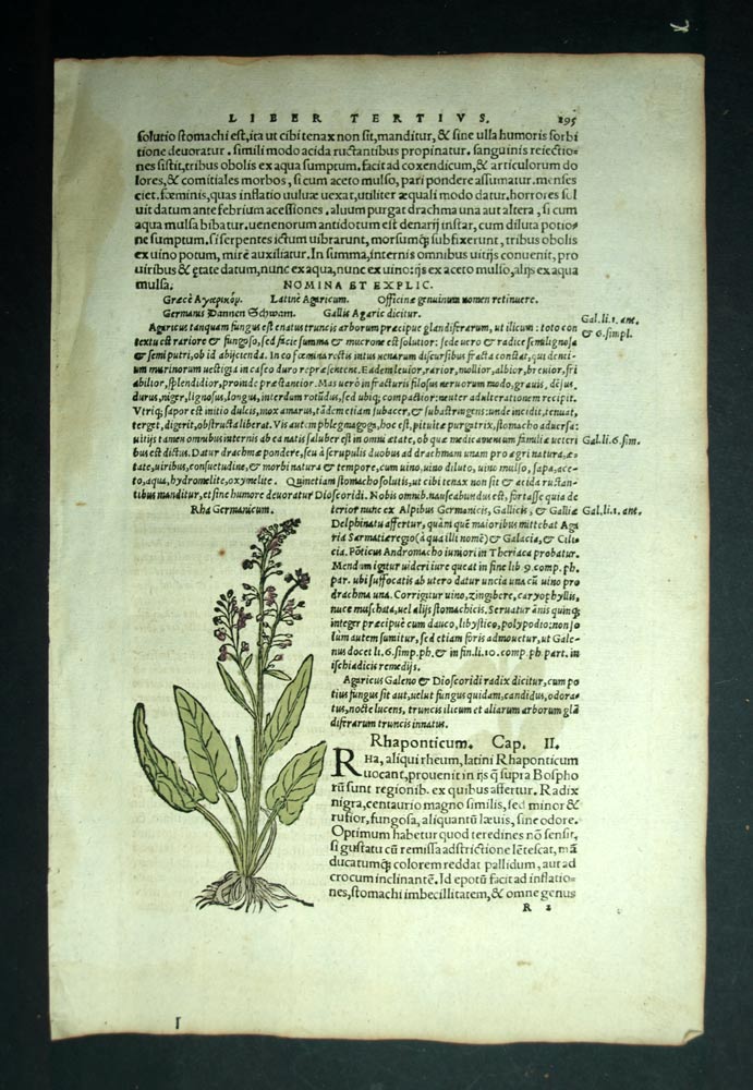 engraving old antique print Botanical plant GENTIANE and RHAPONTICUM 