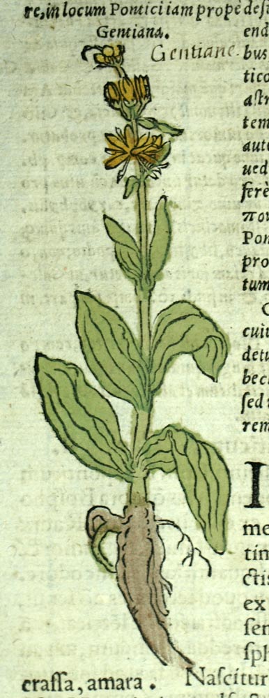 engraving old antique print Botanical plant GENTIANE and RHAPONTICUM 