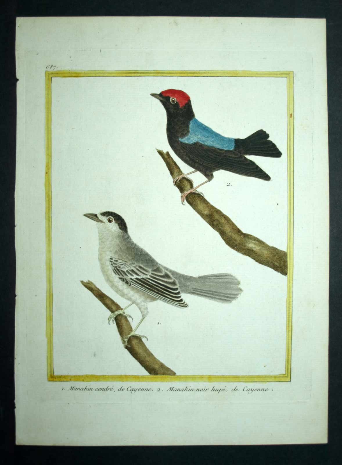 Manakin con gola bianca e interruttore incisione della coda lunga uccelli 1770 Manakin con gola bianca e interruttore incisione della coda lunga uccelli 1770