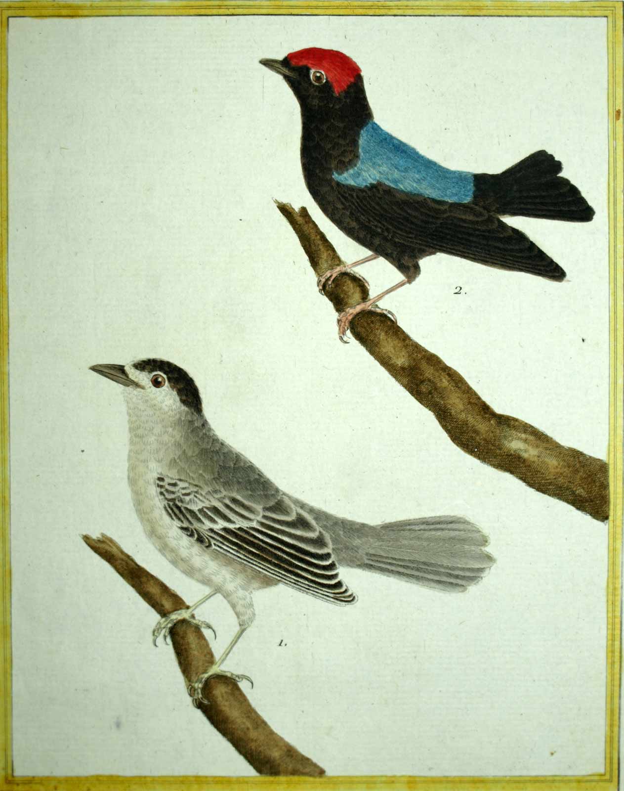 Manakin con gola bianca e interruttore incisione della coda lunga uccelli 1770 Manakin con gola bianca e interruttore incisione della coda lunga uccelli 1770
