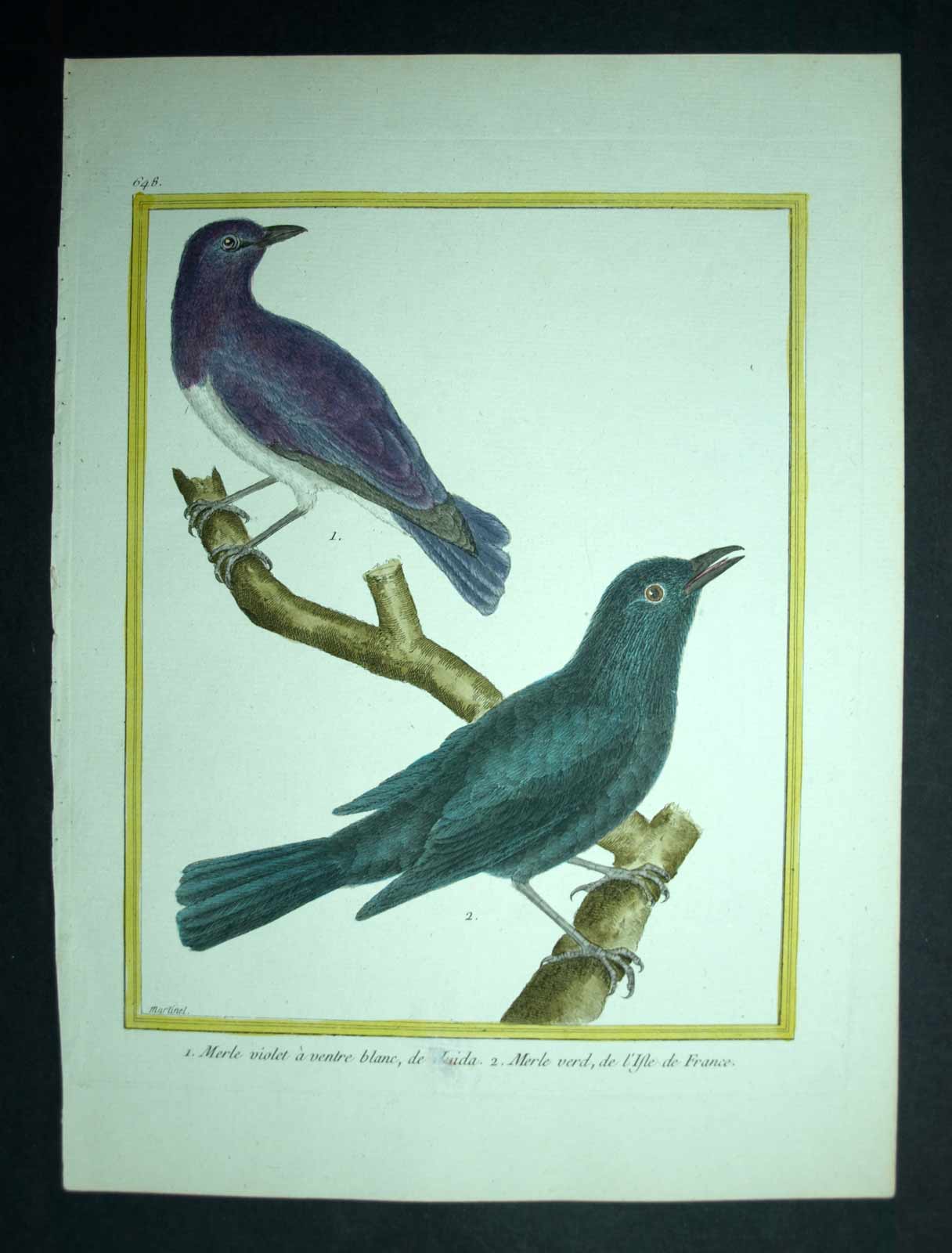 ÉTOURNEAU AMÉTHYSTE et BULBUL DE BOURBON gravure Oiseaux de Martinet 1770 ÉTOURNEAU AMÉTHYSTE et BULBUL DE BOURBON gravure Oiseaux de Martinet 1770