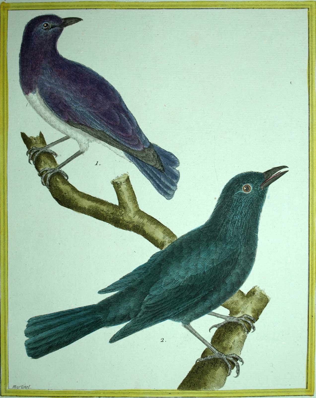 ÉTOURNEAU AMÉTHYSTE et BULBUL DE BOURBON gravure Oiseaux de Martinet 1770 ÉTOURNEAU AMÉTHYSTE et BULBUL DE BOURBON gravure Oiseaux de Martinet 1770