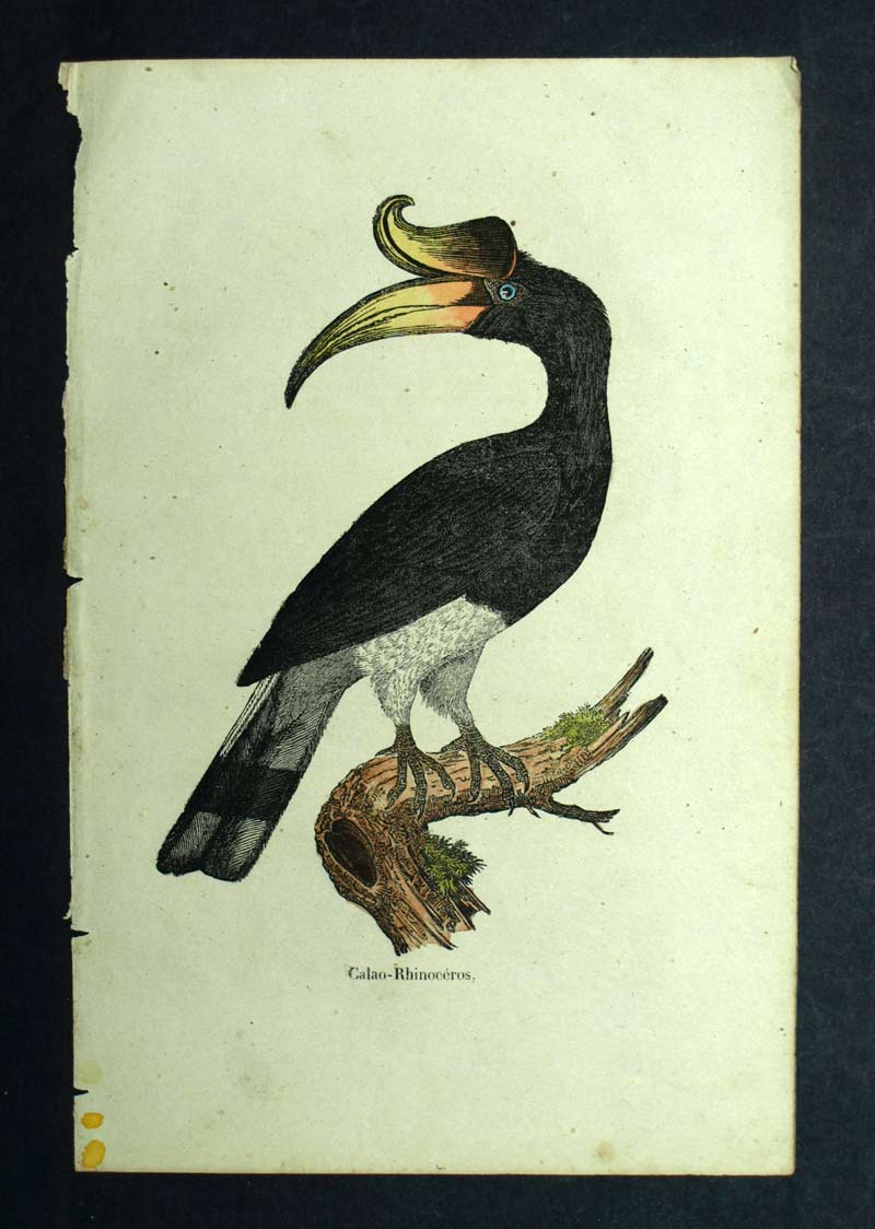Calao Rhinoceros or Bucceros Rhinoceros, engraving lithography of the 19th century 