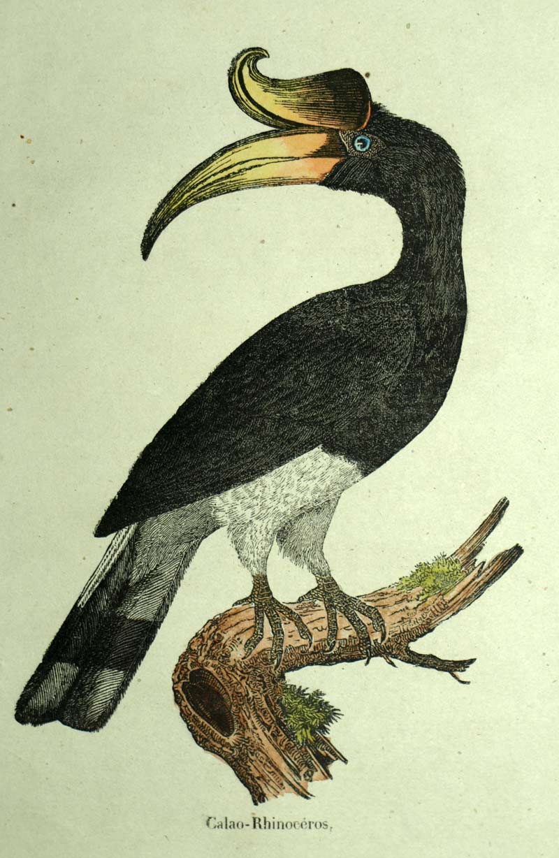 Calao Rhinoceros or Bucceros Rhinoceros, engraving lithography of the 19th century 
