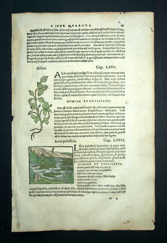 Gravure estampe illustration ancienne Matthioli PLANTE LENTILLES D'EAU, JOUBARBE Gravure estampe illustration ancienne Matthioli PLANTE LENTILLES D'EAU, JOUBARBE