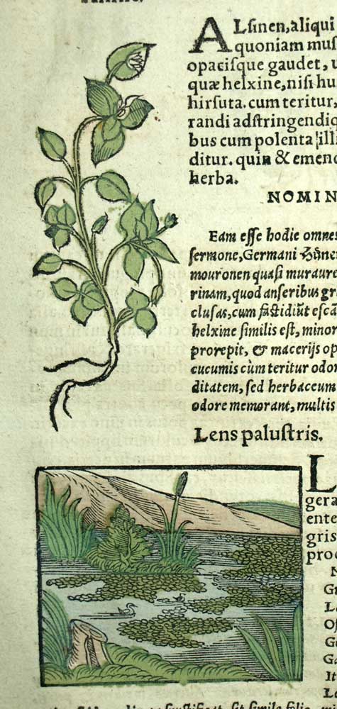Gravure estampe illustration ancienne Matthioli PLANTE LENTILLES D'EAU, JOUBARBE Gravure estampe illustration ancienne Matthioli PLANTE LENTILLES D'EAU, JOUBARBE