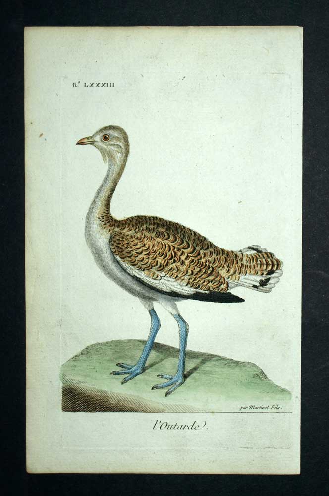 THE GREAT OUTARDE engraving print illustration Les Oiseaux de Martinet 1790 