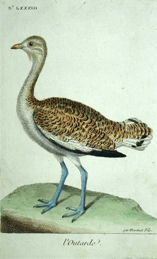 THE GREAT OUTARDE engraving print illustration Les Oiseaux de Martinet 1790 