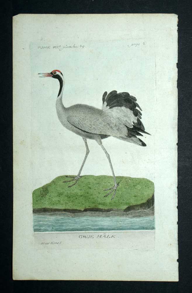 THE MALE CRANE engraving print illustration Les Oiseaux de Martinet 1790 
