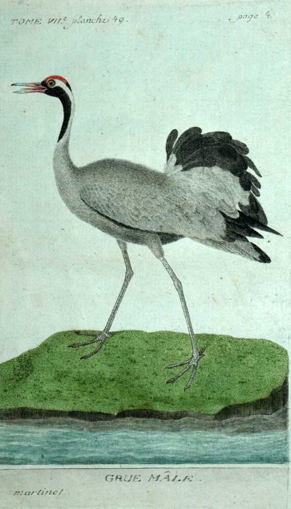 THE MALE CRANE engraving print illustration Les Oiseaux de Martinet 1790 