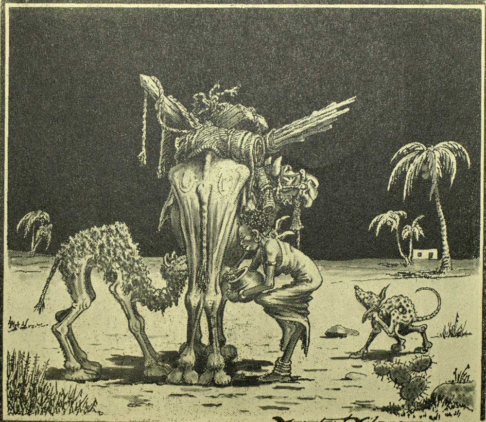 CHAMELLE ET CHAMEAU gravure illustration de l'apartheid racisme Afrique du Sud CHAMELLE ET CHAMEAU gravure illustration de l'apartheid racisme Afrique du Sud